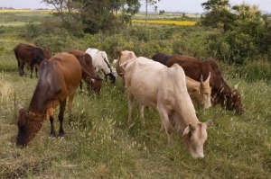 Cattle grazing in Ethiopia
