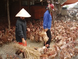 Live bird market in Asia