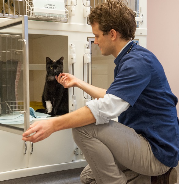 vet patting cat in kennel