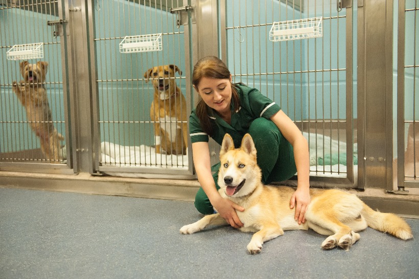 Facilities - About - Beaumont Sainsbury Animal Hospital - Royal ...