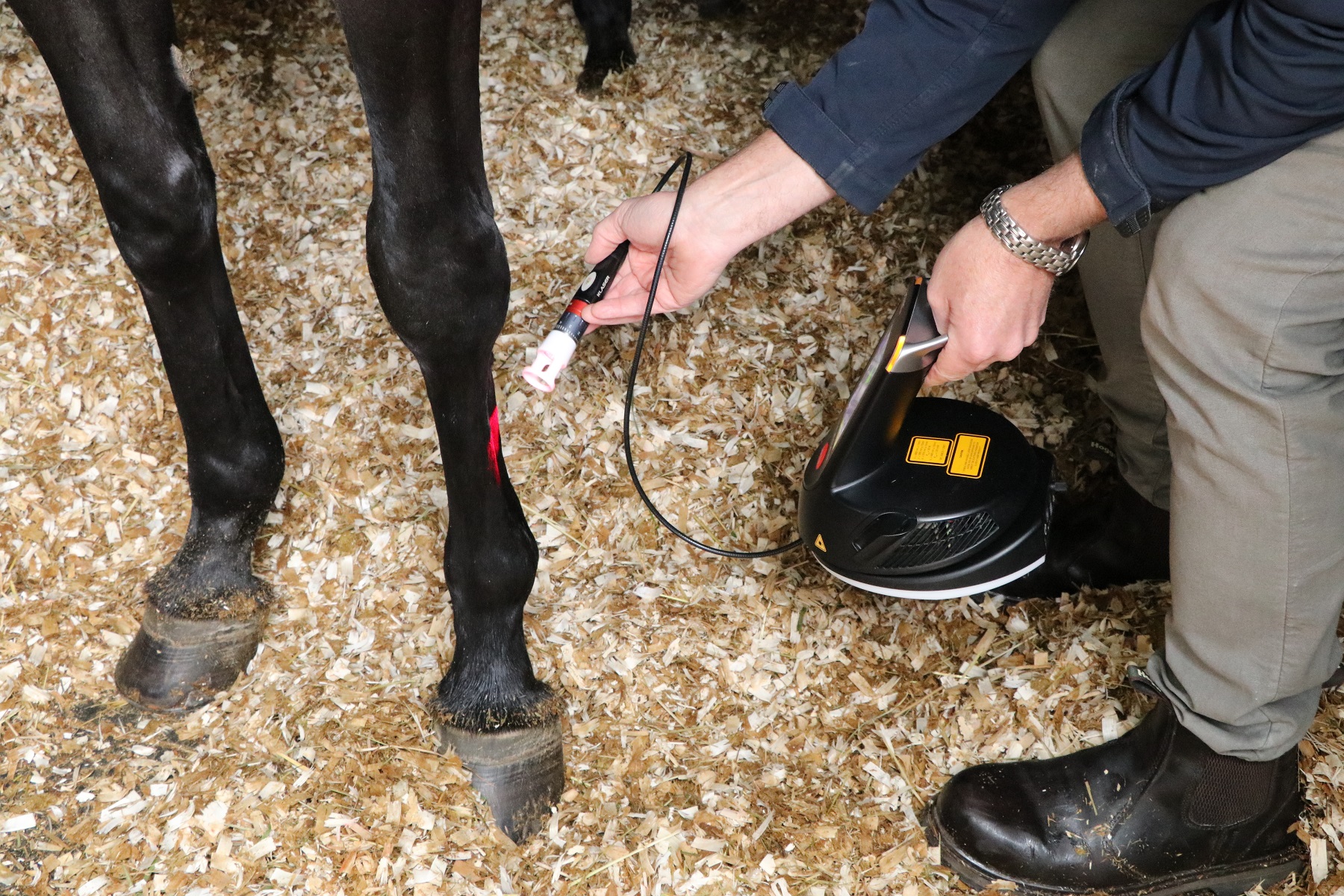 Equine Therapy