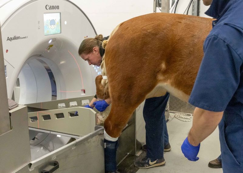 Horse entering Qalibra CT standing scanner