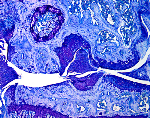 blue-stained section of mouse knee joint