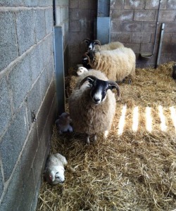 sheep and lamb in barn