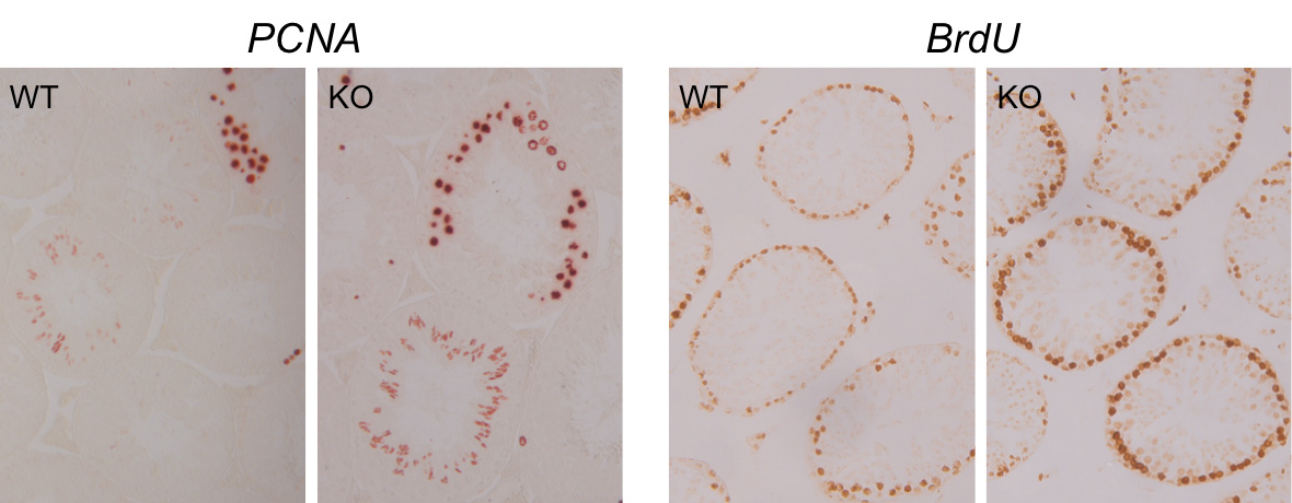 histology slides