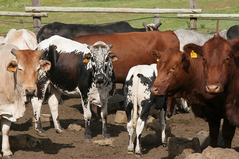 Cattle looking towards camera