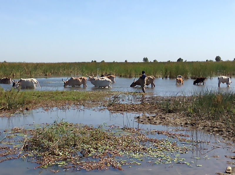 Farmer with cattle in wetlands