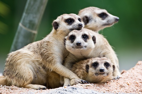 meerkats and tuberculosis research