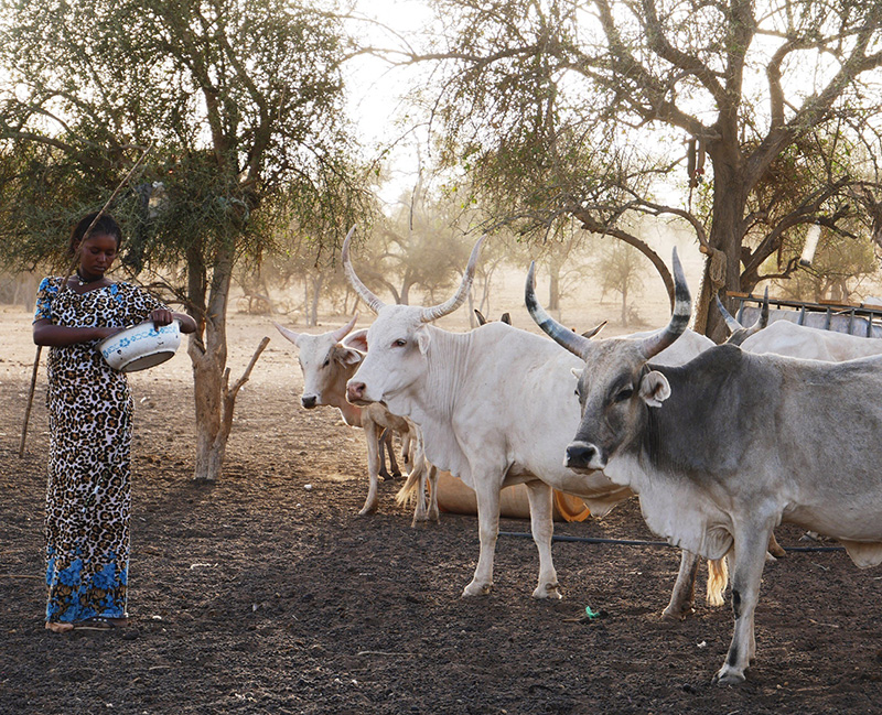 woman feeding a small herd of cattle