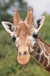 Close-up portrait of a giraffe - photo credit: ZSL