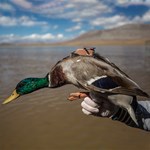 Mallard fitted with a satellite tag for tracking purposes