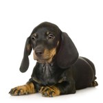 dachshund puppy