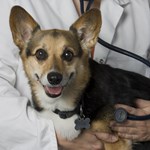 vet listening to dog's heart