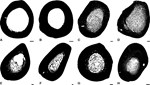 Thigh bones in cross-section; illustrating the diverse degrees of solidification in different species; scale bars are 5mm; showing hollow bones in big species (A Giraffe, B Cape Buffalo), more solid bones in various rhinoceros species (C, D) and differently solidified bones in elephants and their kin (E, F), hippos (G) and the dinosaur Stegosaurus (H)