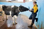 Cow watching researcher using a laptop