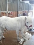 15 year old Shetland pony with laminitis.