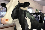 Bovine calving simulator