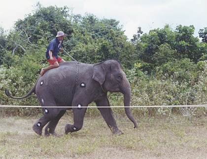 Auch Elefanten können PDF-Dateien tanzen