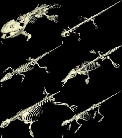 Assessing the limb mobility of the early four-legged vertebrate animal ...