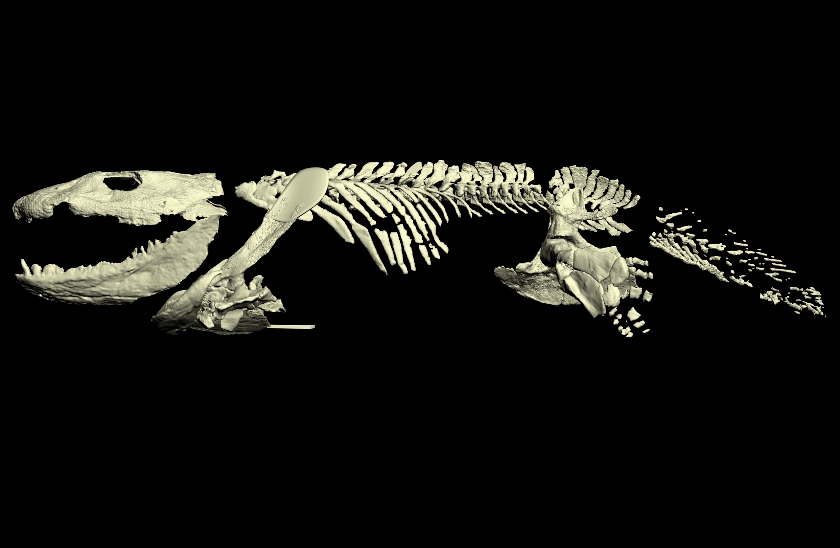 Assessing the limb mobility of the early four-legged vertebrate animal ...