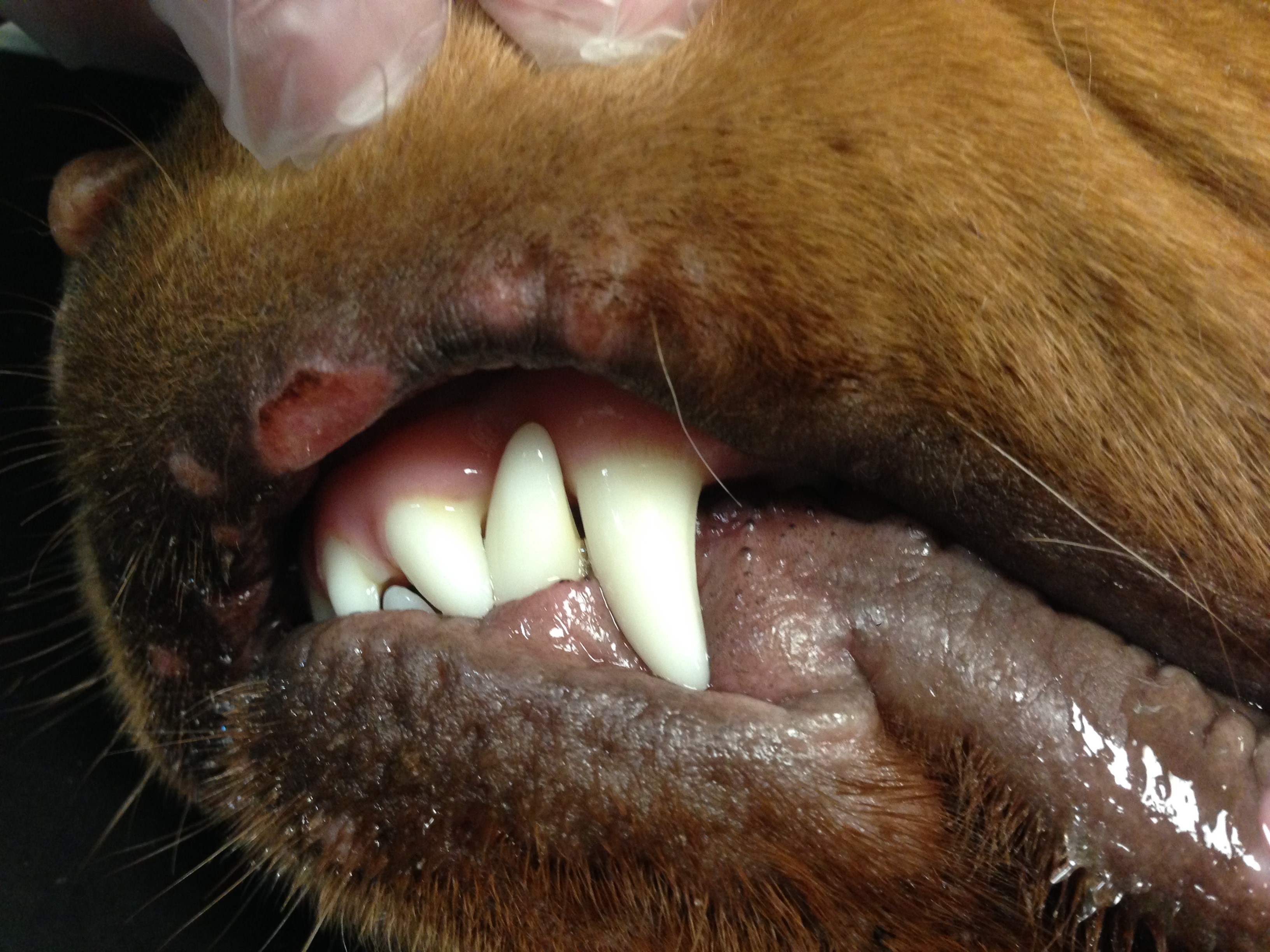 Red Sores On Dogs Lips Infoupdate