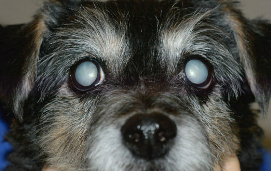 cataracts in dogs