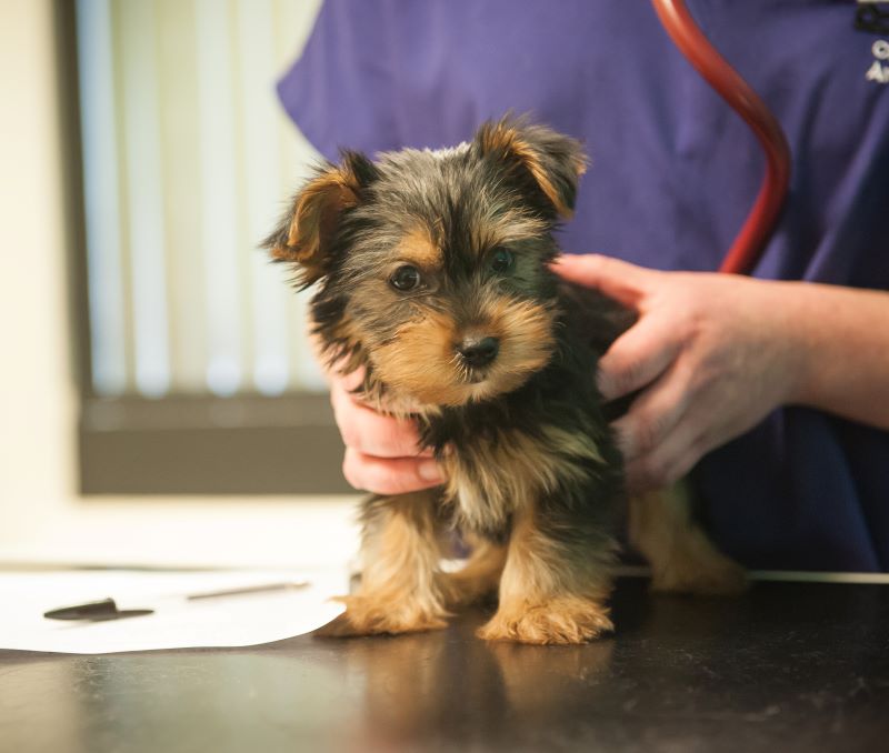 Puppy on examination table being held by a vet wearing a stethoscope