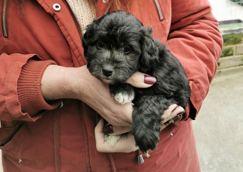 Puppy being held by its owner