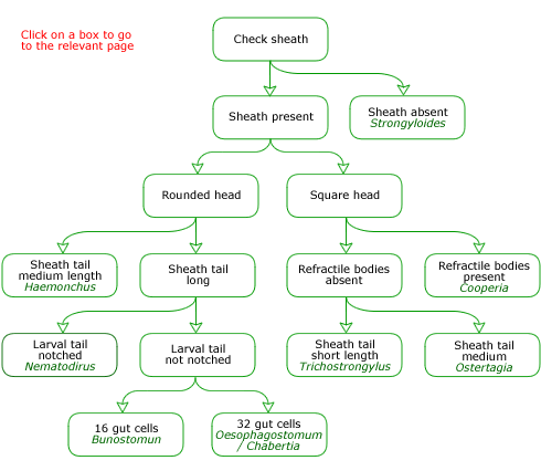 identification key