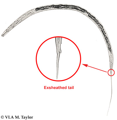 Nematodirus battus