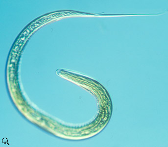 Oesophagostomum