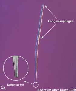 Strongyloides