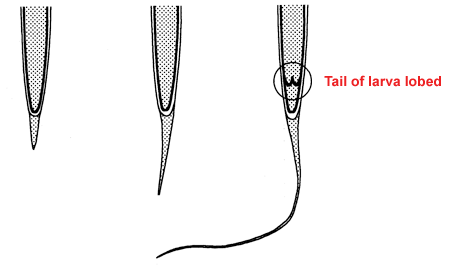 Lobes on larval tail