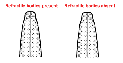 Refractile bodies