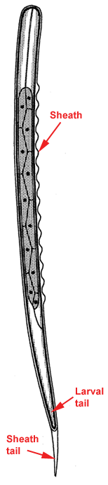 Larva with sheath