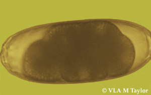 Nematodirus battus egg