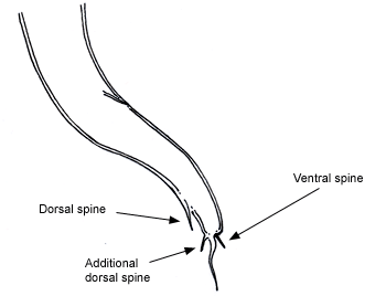 Cystocaulus tail