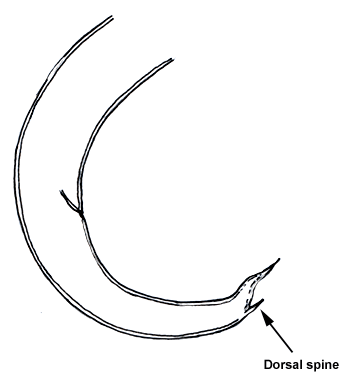 Muellerius tail