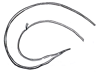 Protostrongylus tail