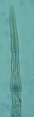 Oesophagus