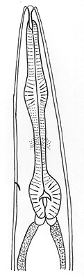 Oesophagus diagram