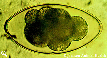 Nematodirus filicollis egg