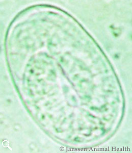 Strongyloides papillosus egg