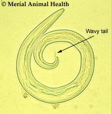 Cystocaulus