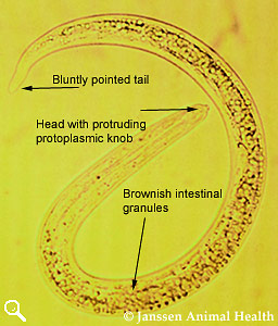 Dictyocaulus filaria