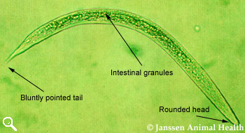 Dictyocaulus viviparus