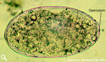 Paramphistomum egg